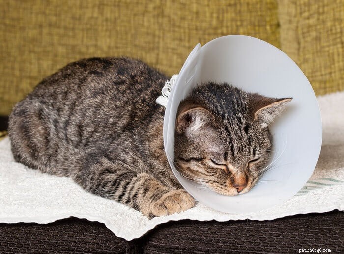 8 Proven Ways to Stop Your Cat from Spraying