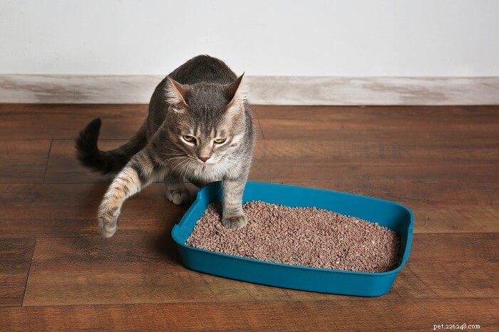 Cat Peeing on Bed? Expert Tips to Stop the Problem