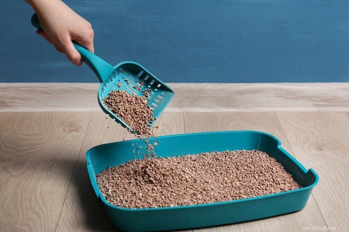 10 Things Cats Absolutely Hate (and How to Avoid Them)