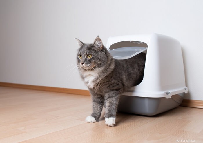 10 Things Cats Absolutely Hate (and How to Avoid Them)