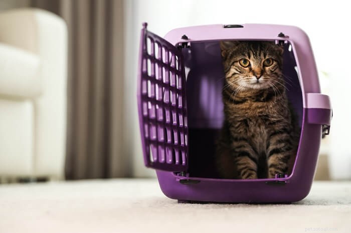 10 Things Cats Absolutely Hate (and How to Avoid Them)