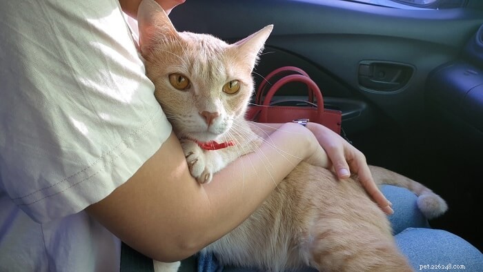 10 Things Cats Absolutely Hate (and How to Avoid Them)