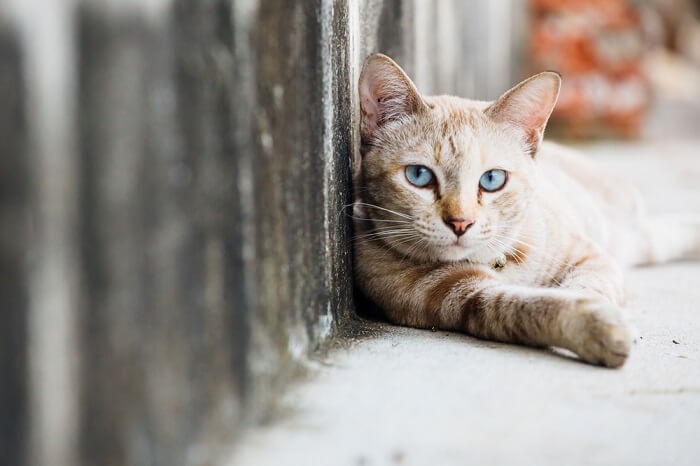 10 Things Cats Absolutely Hate (and How to Avoid Them)