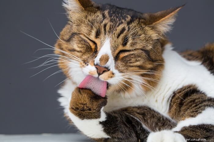 10 Things Cats Absolutely Hate (and How to Avoid Them)