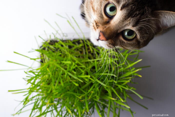 Why Cats Eat Grass: The Science Behind Their Unexpected Habit