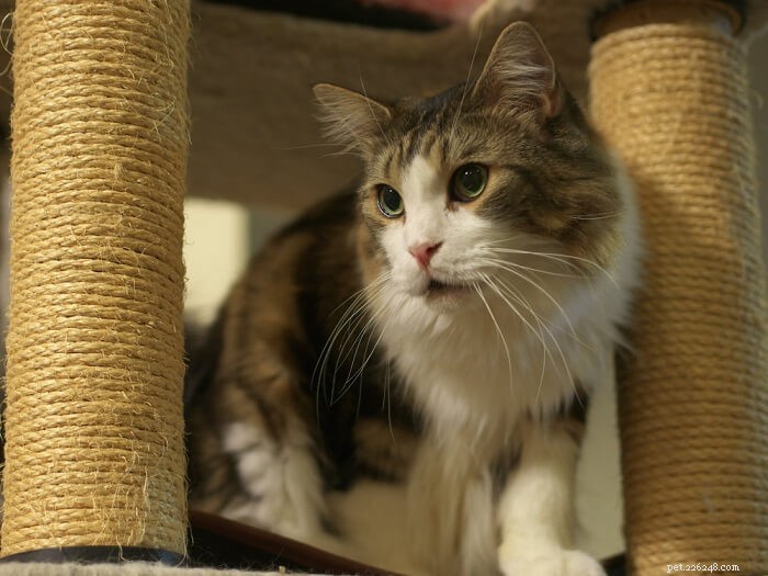Caterwauling Explained: Why Cats Make That Disturbing Sound