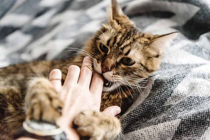 Understanding Cat Biting: Causes, Prevention, and Effective Solutions