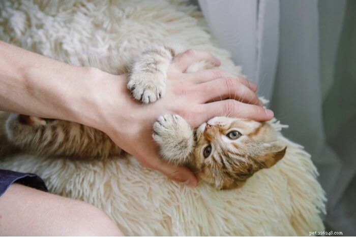 Understanding Cat Biting: Causes, Prevention, and Effective Solutions