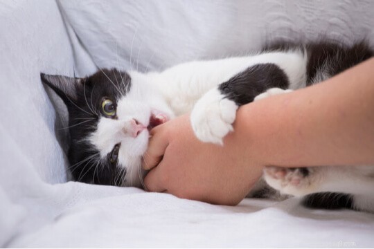 Understanding Cat Biting: Causes, Prevention, and Effective Solutions