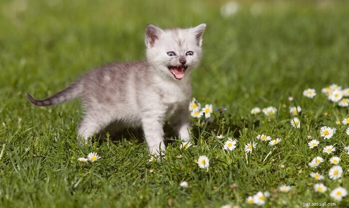 Caterwauling Explained: Why Cats Make That Disturbing Sound