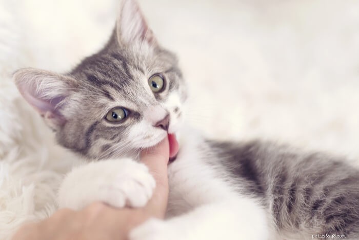 Understanding Cat Biting: Causes, Prevention, and Effective Solutions