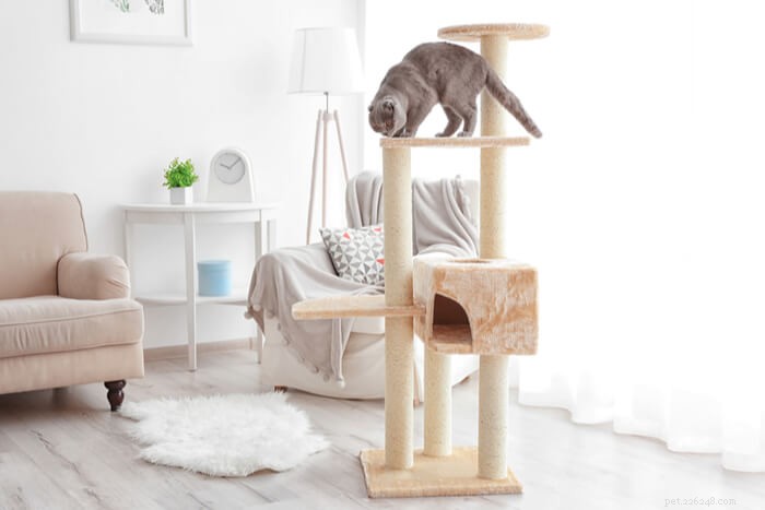 Understanding Cat Biting: Causes, Prevention, and Effective Solutions