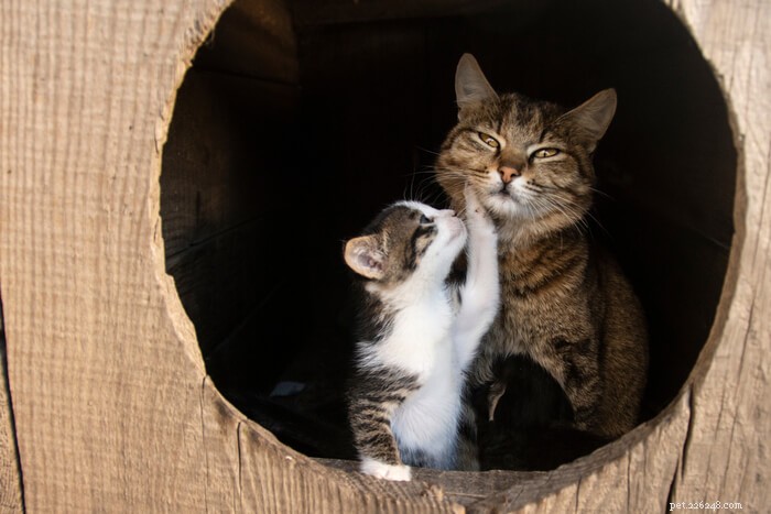 Understanding Cat Biting: Causes, Prevention, and Effective Solutions