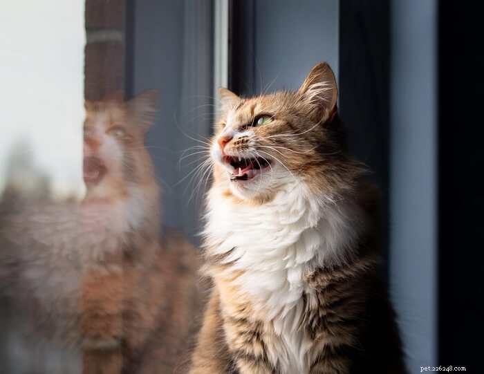 Understanding Cat Chirping: Meaning, Causes, and How to Respond