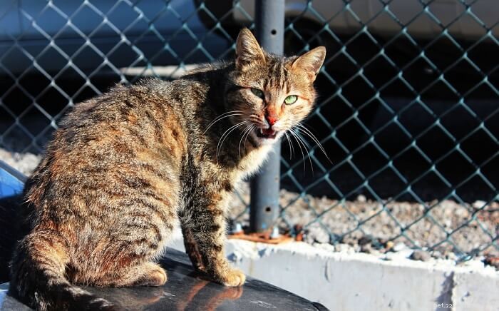 Understanding Cat Chirping: Meaning, Causes, and How to Respond