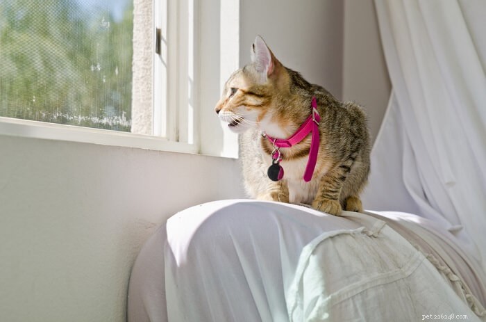 Understanding Cat Chirping: Meaning, Causes, and How to Respond