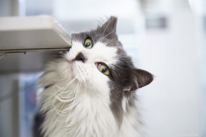 Do Female Cats Spray? What You Need to Know About Their Marking Behavior