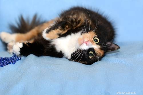 Do Cats Experience Emotions? A Scientific Perspective