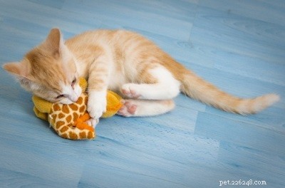 Why Kittens Bite: Understanding & Managing Kitten Aggression