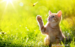 Why Kittens Bite: Understanding & Managing Kitten Aggression