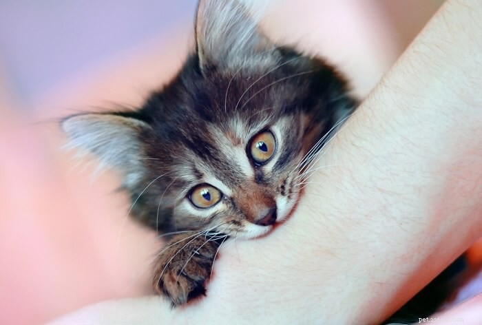 Effective Techniques to Stop Your Cat from Biting