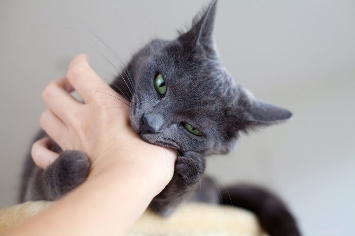 Effective Techniques to Stop Your Cat from Biting