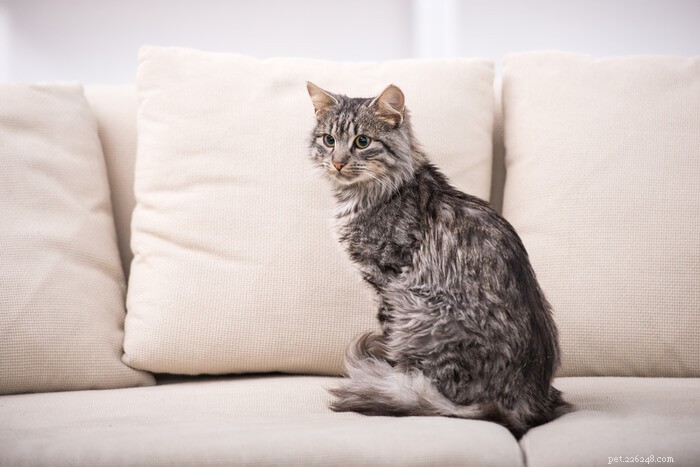 Decoding Your Cat’s Tail: A Guide to Understanding Their Body Language