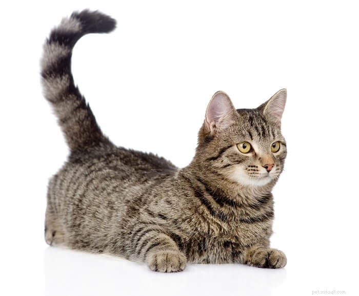 Decoding Your Cat’s Tail: A Guide to Understanding Their Body Language