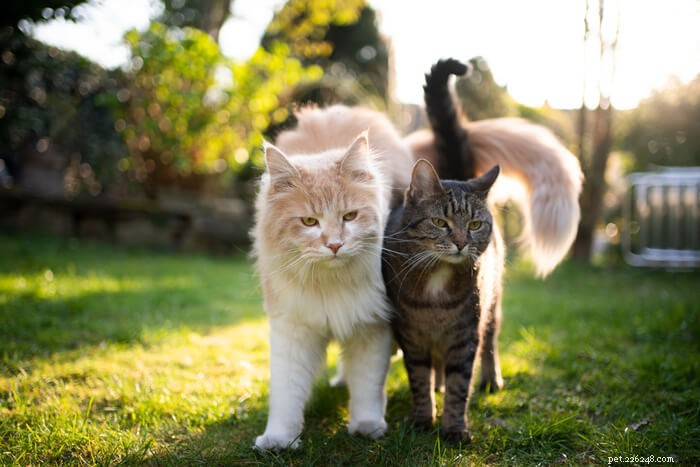 Decoding Your Cat’s Tail: A Guide to Understanding Their Body Language
