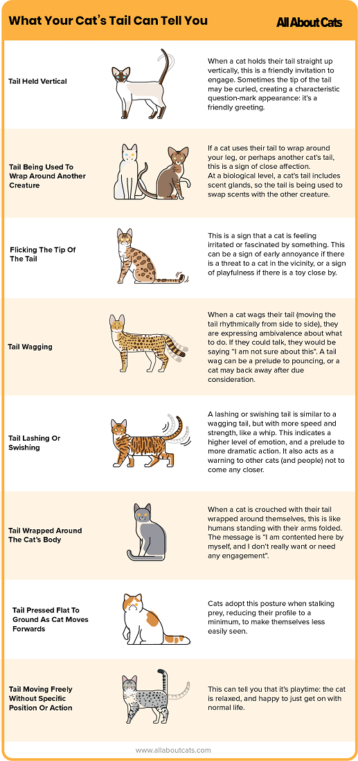 Decoding Your Cat’s Tail: A Guide to Understanding Their Body Language