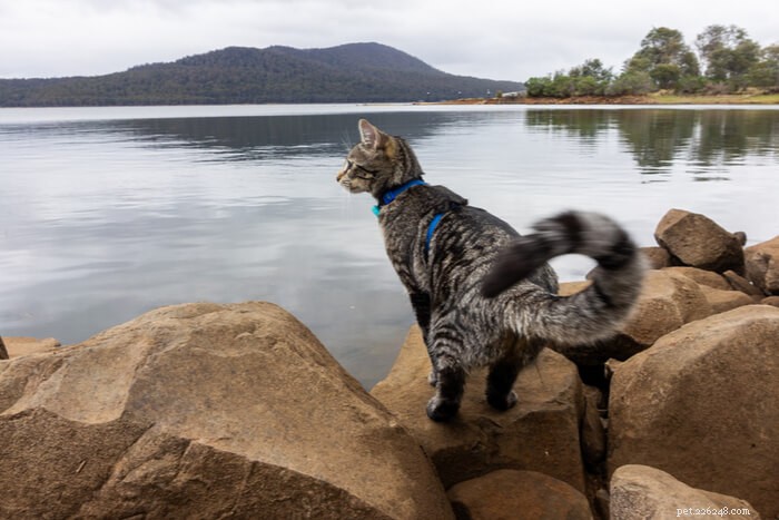 Decoding Your Cat’s Tail: A Guide to Understanding Their Body Language