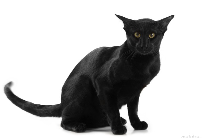 Decoding Your Cat’s Tail: A Guide to Understanding Their Body Language