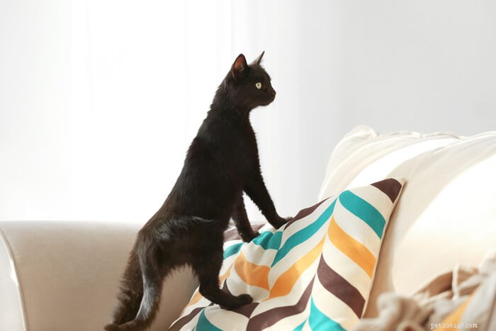 Decoding Your Cat’s Tail: A Guide to Understanding Their Body Language
