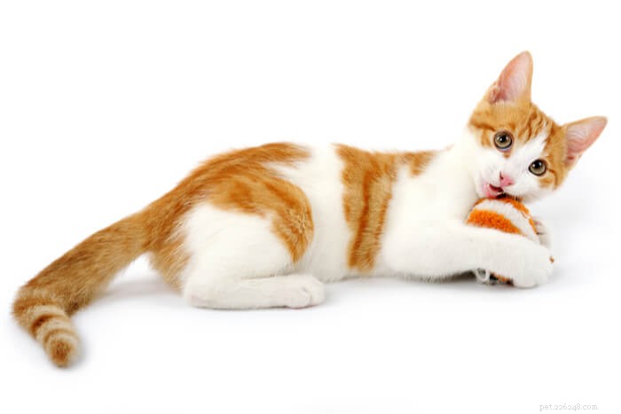 Decoding Your Cat’s Tail: A Guide to Understanding Their Body Language
