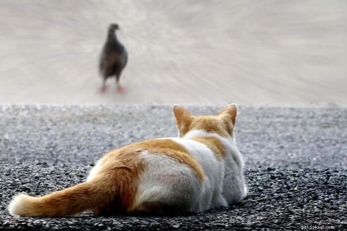 Decoding Your Cat’s Tail: A Guide to Understanding Their Body Language