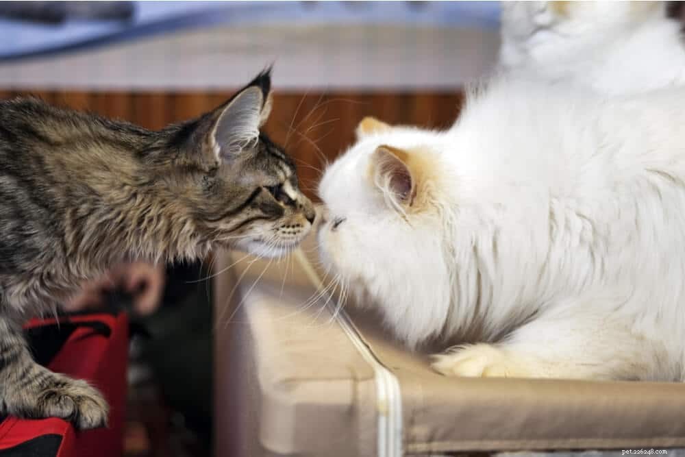 How to Foster Harmony Among Cats: A Practical Guide for Multi-Cat Households