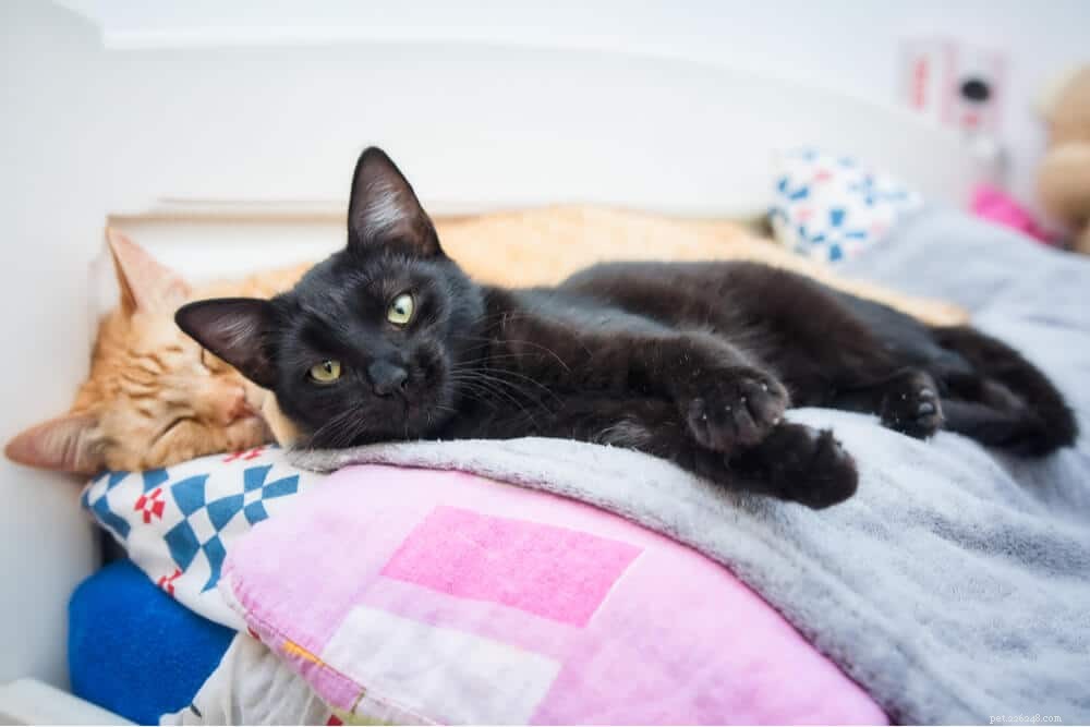 How to Foster Harmony Among Cats: A Practical Guide for Multi-Cat Households