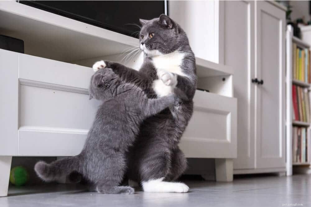 How to Foster Harmony Among Cats: A Practical Guide for Multi-Cat Households