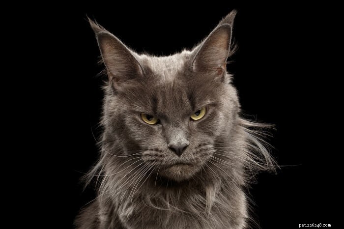 10 Root Causes of Cat Aggression & Proven Ways to Manage It