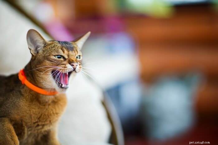 10 Root Causes of Cat Aggression & Proven Ways to Manage It