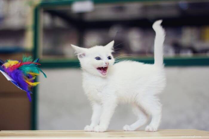 10 Root Causes of Cat Aggression & Proven Ways to Manage It