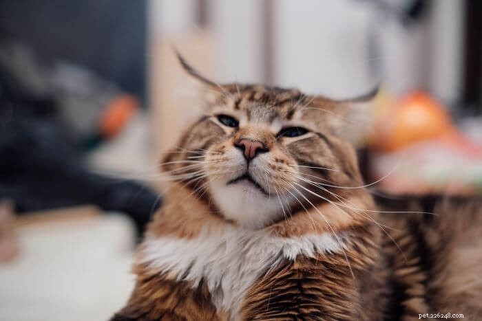 10 Root Causes of Cat Aggression & Proven Ways to Manage It