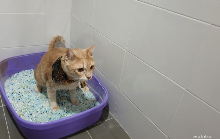 Litter‑Training Your Kitten: 3 Easy Steps for Success