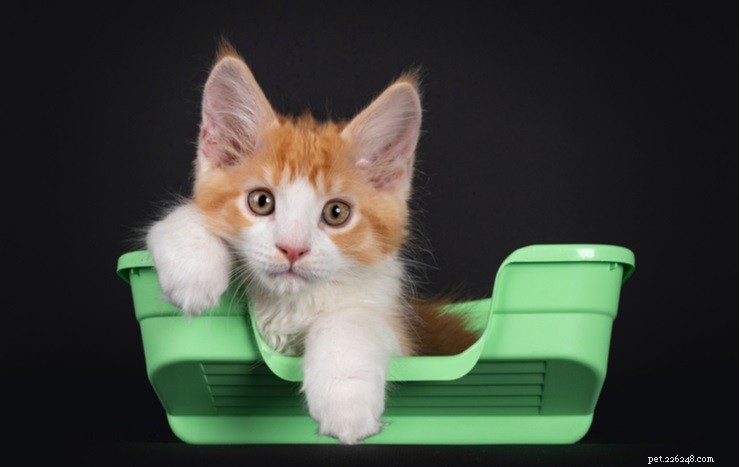 Litter‑Training Your Kitten: 3 Easy Steps for Success