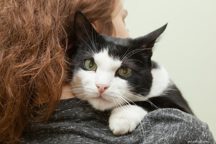 7 Clear Signs Your Cat Truly Loves You