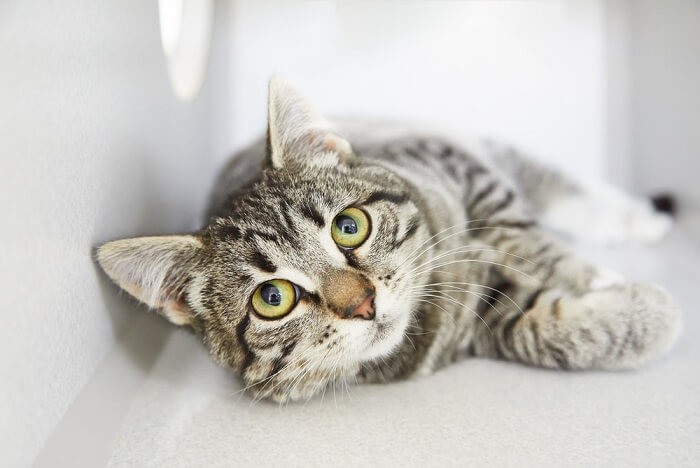 7 Clear Signs Your Cat Truly Loves You
