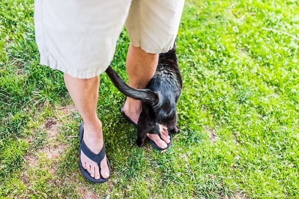 7 Clear Signs Your Cat Truly Loves You