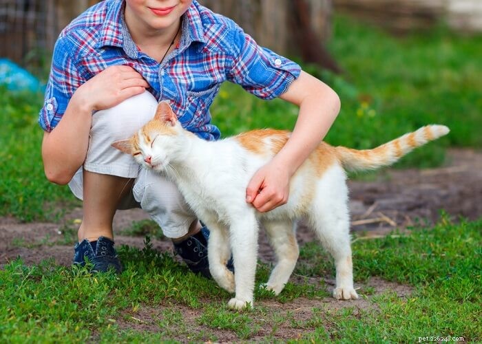7 Clear Signs Your Cat Truly Loves You