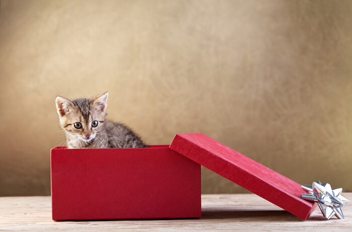 7 Clear Signs Your Cat Truly Loves You