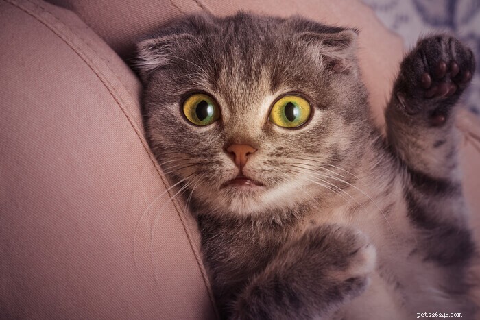 Top 4 Causes of Excessive Flatulence in Cats: What Owners Need to Know
